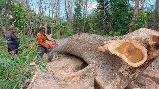 Chainsaw gets stuck when a tree is about to fall - husqvarna 395 xp