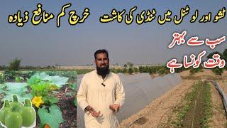 Tindi ki fasal |Squash farming in tissue tunnel |Low bidget farming |IR FARM