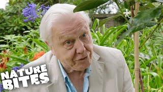 David Attenborough's Uncovers A Mysterious Natural Secret... | Nature Bites