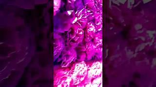 Phula Rasia ️️️/odia reels viral/Instagram short/YouTube short/insta reels/Dj Rajesh Behera Vlog