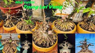 Nhà vườn Trung lai vung.Gl Cây Kiểng Bonsai..  lh 0919670661.. Mct cốt cành đẹp...vvv