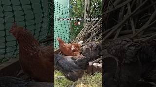 Backyard chickens foraging for bugs. Natural pest control! #backyardchickens #freerangechickens