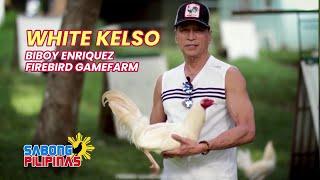 WHITE KELSO NI BIBOY ENRIQUEZ NG FIREBIRD GAMEFARM