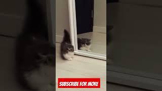 #subscribe #cat #vlogger #shortvideo #shortfeed #shortshorts