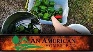 Final Pepper Harvest - An American Homestead