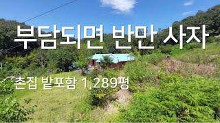 202 촌집과 밭 2억5천 매매 장기면 마현리 토지 1,289평