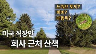 NJ 미국 직장인의 산책하기 - 회사 바로 옆 숲! 깜짝이야! 드워프 토끼? 비버? 대형쥐?