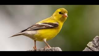 Tweety Bird Sms Ringtone | Red Ringtones