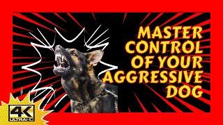 Taming Aggressive Dog Behaviour | Pro Trainer Tips for Full Control | Dan Cheung