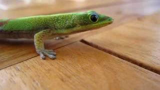 Hawaii Gecko Licks its Eye!