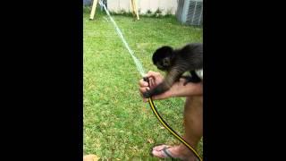 Davie the Capuchin monkey drinking from a hose