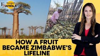 Zimbabwe: Fruit of Baobab Trees Provides New Lifeline to Rural Communities| Firstpost Africa