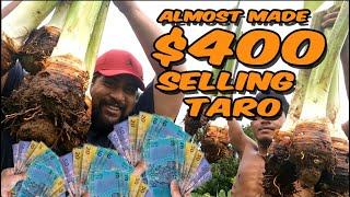 NEW TARO VARIETY HARVESTED AND SOLD | $$$ | SAMOA |