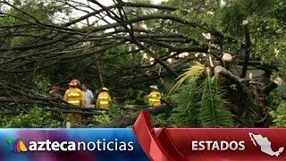 Fuertes lluvias y viento han provocado caída de árboles en Guadalajara