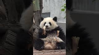 小拜拜焦黄焦黄的！真是个炸毛宝宝#钮祜禄
