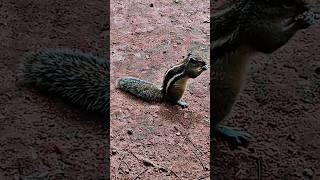 #viral #shortvideo #viralvideo #shorts #squirrel #yt #bts #pewdiepie #shorts