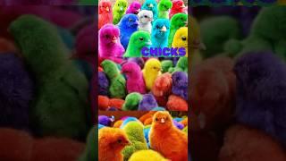 30 colourful chicks  #birds #morgha #morga #funny