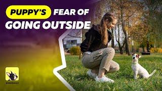 Puppy's fear of going outside | Fearful Dog Training Tips | EveryDoggy