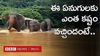 Thailandలో భారీ వరదలో చిక్కుకున్న ఏనుగులు, ప్రాణాలు కాపాడుకోడానికి పరుగులు | BBC Telugu