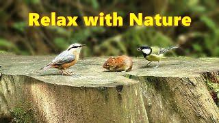 Videos for Dogs : Mouse and Birds Spectacular - 8 HOURS ~ Relax with Nature  