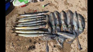 Insane Snook and Squid fishing from Marino | Adelaide Kayak Fishing