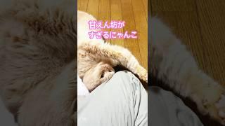 猫です！！愛猫の甘え方がかわいすぎて悶える！#cat #shortvideo #animals #cute #ブリティッシュショートヘア #もふもふ