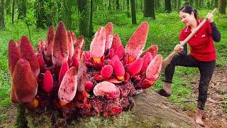 women Harvest Dragon Mushroom & Go To Market Sell | Treasure of the Mountains | An Phú DailyLife