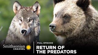 Return of the Predators  Epic Yellowstone: Full Episode | Smithsonian Channel