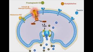 Proton Pump Inhibitors animation video