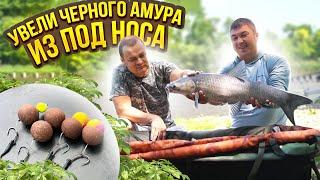 КАРПОВАЯ РЫБАЛКА НА МЕГА НАСАДКИ И НОВЫЙ МОНТАЖ. Черные амуры на Золотом Берегу и новый BIG FISH.