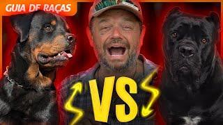 BATALHA ENTRE ROTTWEILER E CANE CORSO | GUIA DE RAÇAS