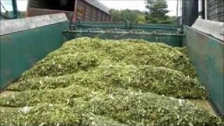 Unloading Corn Silage into Silo