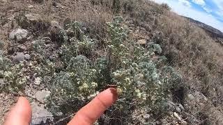 Atriplex canescens (4-wing saltbush) Artemisia spinescens (budsage)