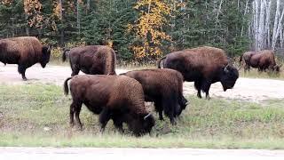 Wood Buffalo National Park, Canada