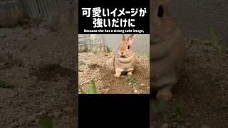 荒々しさこそうさぎの可愛さ The wildness and cuteness of the rabbit #ウサちゃん回答箱