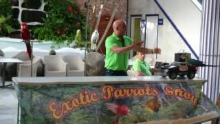 Parrot show - gladiator parrot and mechanic parrot