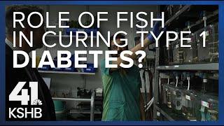 Could fish be helpful in curing type 1 diabetes?