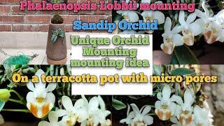 Unique orchid mounting idea।Mounting on terracotta pot।Mounting of Phalaenopsis Lobbii।Sandip Orchid