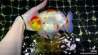 Sakura Goldfish - Ranchu Indonesia size gần 5n siêu đẹp [LEN Goldfish]