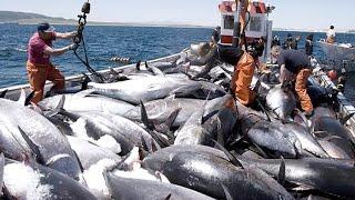 Asian Fishermen Use Robots to Catch Millions of Tuna This Way - Caught Tuna in a Big Net