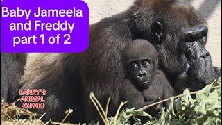 Baby Gorillas -Jameela #26 with Kunda & Kayembe, Part 1 of 2     #gorillas