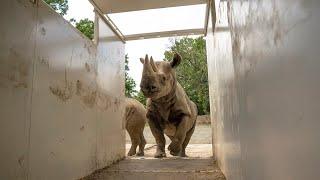 RHINOS TO THE WILD  FIVE rhinos return to Africa... here's how we helped make history 