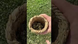 How I use my clover lawn #garden #homestead #rabbits #outdoors