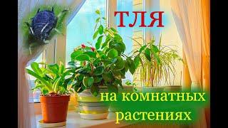 Тля на комнатных растениях.