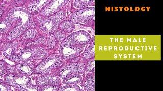 Histology of the male reproductive system