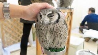 Cute Owls EVERYWHERE at Japan's Owl Cafe!