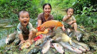 Meet a giant school of fish - catch fish, trap fish on rainy days, with your children