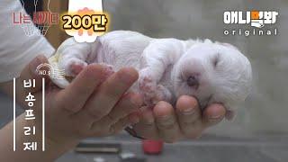 나는 태어난 지 9일 된 비숑 프리제 새끼다 [애니멀봐 나새끼 9호]ㅣI’m A 9 Days Old Bichon Frise