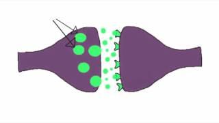 Neurobiology - The Neuron