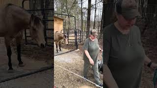 Baby The Quarterhorse Doesn't Want To Go Out